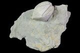 Blastoid (Pentremites) Fossil - Illinois #68952-1